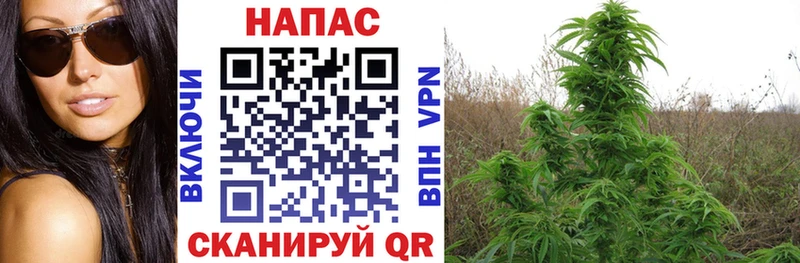 МАРИХУАНА Ganja  Губкин 